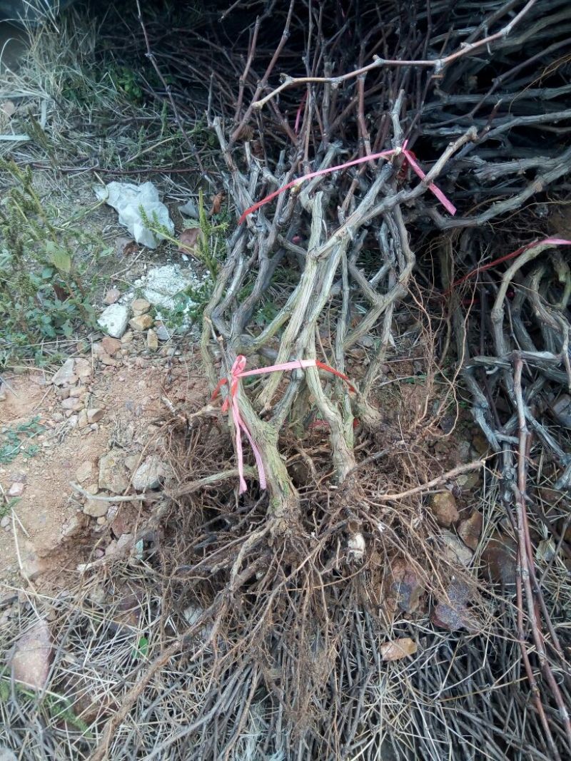 巨峰葡萄苗3年80~110cm