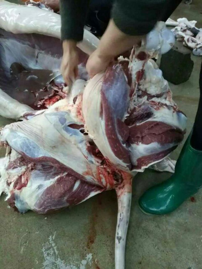驴肉鲜货