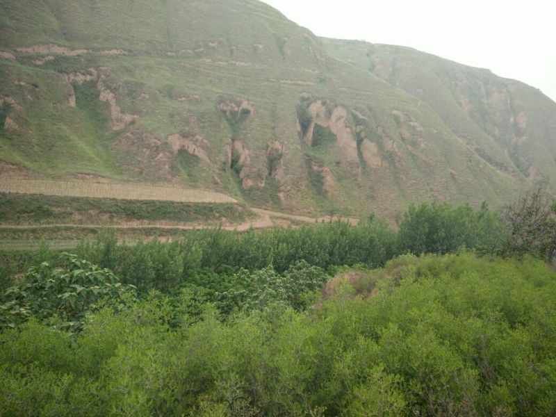 杨树261~300cm