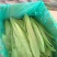 油麦菜美冠20~25厘米以上精品品种多规格全价格低质量好
