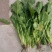 大叶菠菜10~15厘米