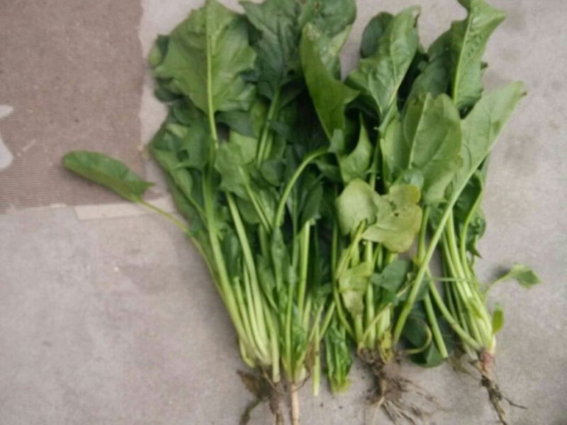 大叶菠菜10~15厘米