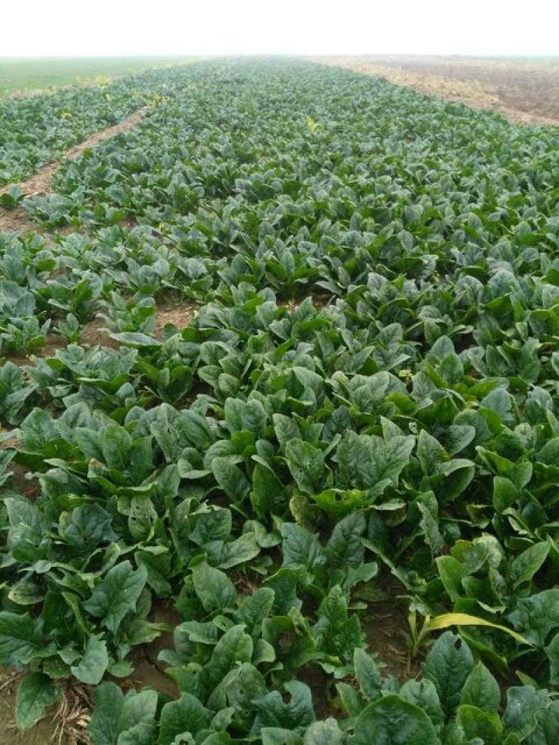 大叶菠菜15~20厘米