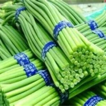 莒县蒜薹50~60厘米