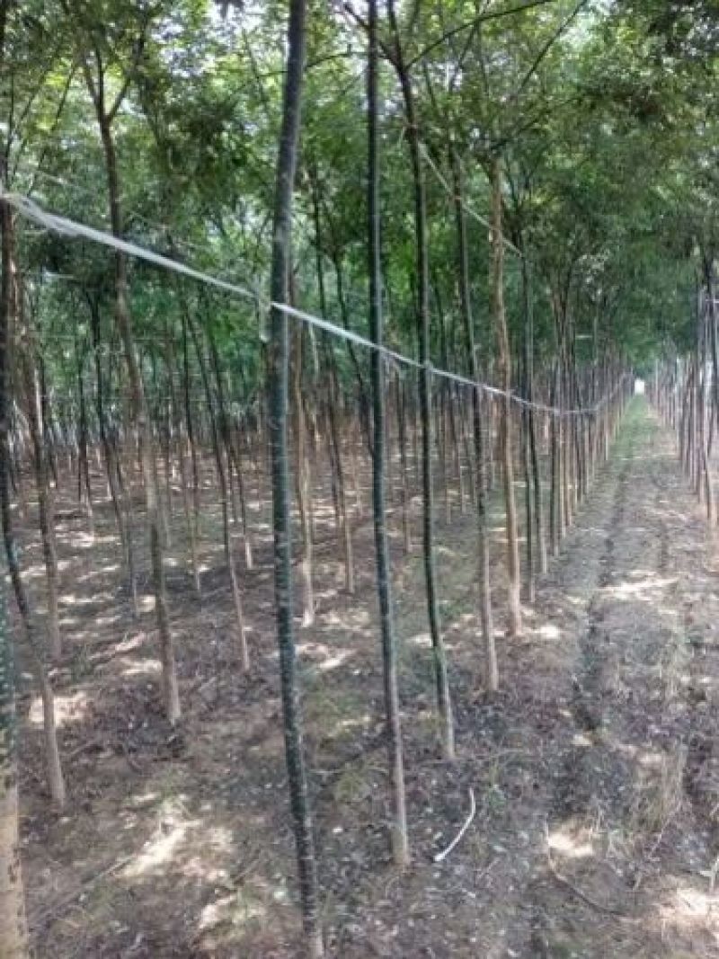 北京栾树7--10公分数量不多国槐量大国槐文冠果工程用