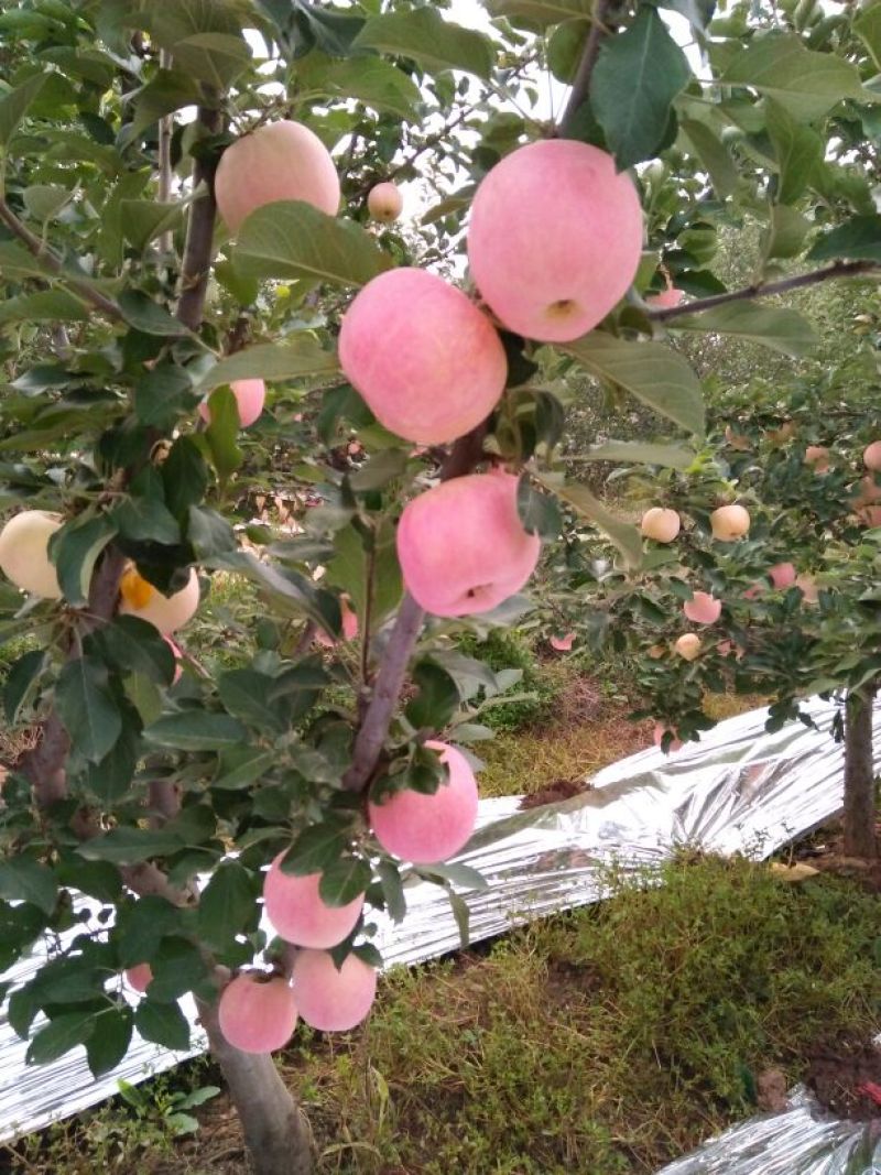 红富士苹果纸袋