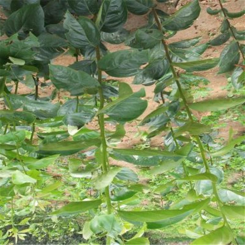 柿子树苗100~150cm