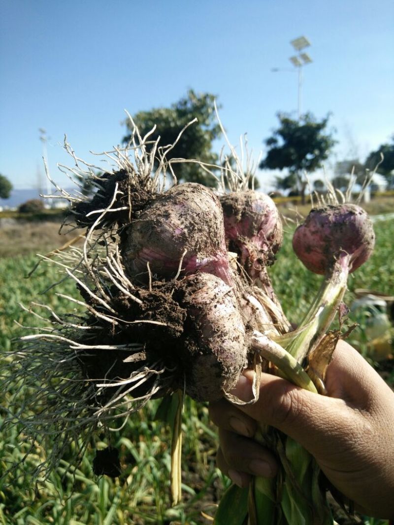红蒜混级统货鲜蒜，百戶营，新知幼儿园