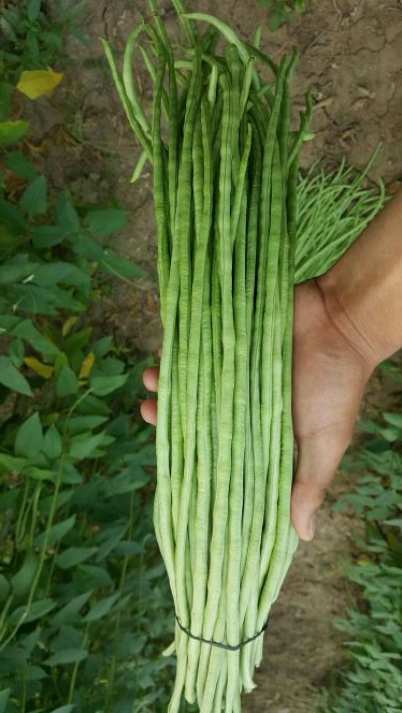 长豆角80厘米以上，走市场，加工厂，大量供应。