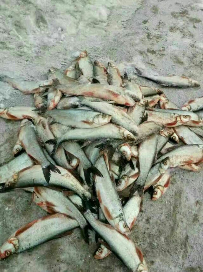 鲫鱼食用