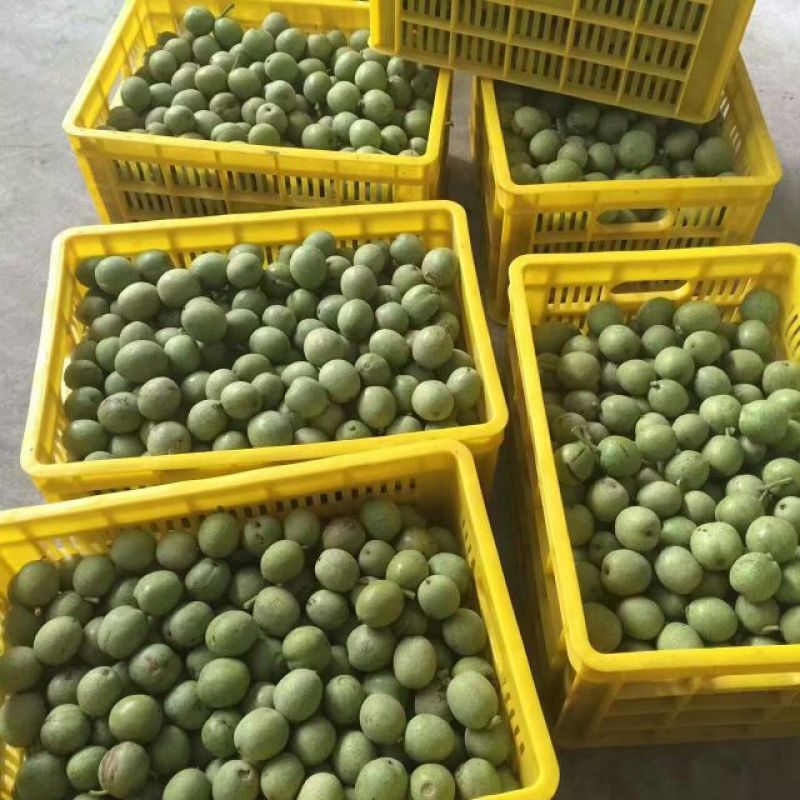 青皮核桃青皮