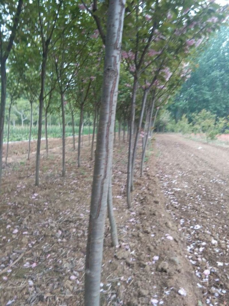樱花4cm以下，5-15公分的樱花工程树苗，随时发货。