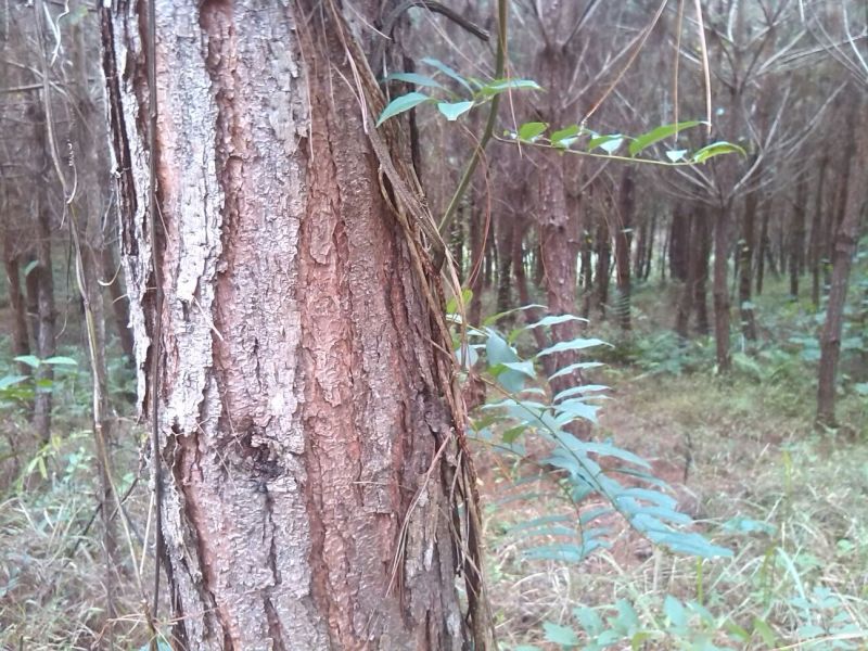 马尾松2~2.5m