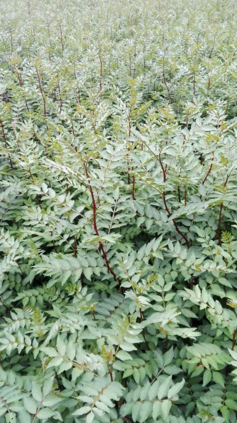 花椒苗1~2年