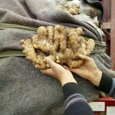 生姜