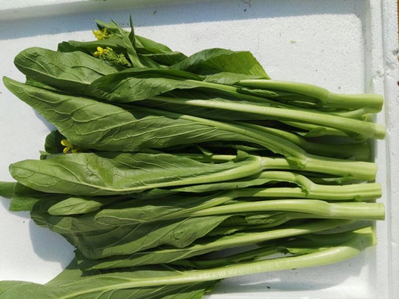菜苔