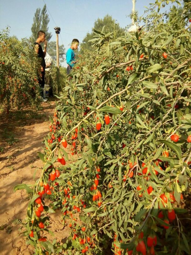 【有好货】头茬新货特级枸杞干货5斤包邮正宗宁夏中宁苟杞