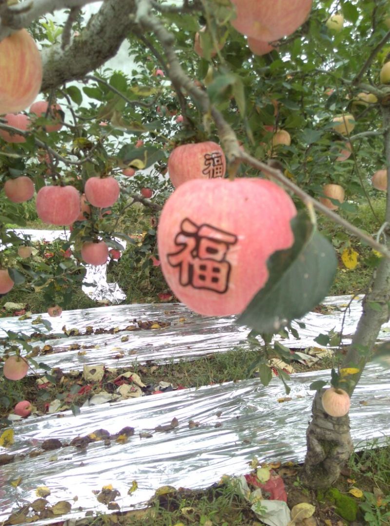 红富士苹果75mm以上纸袋