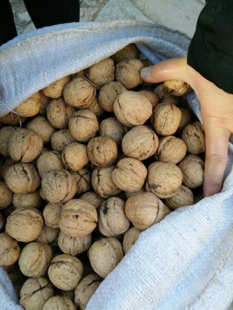 山核桃去皮干
