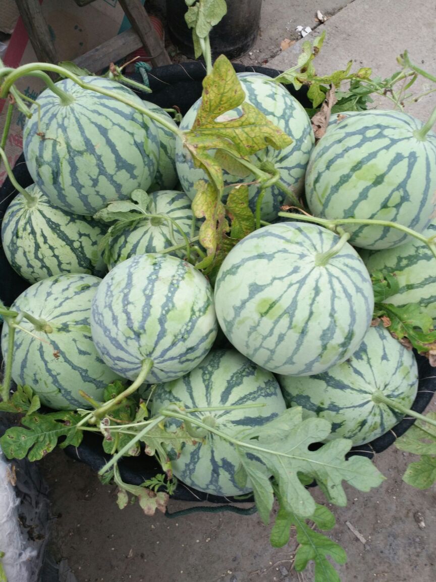 江苏苏州市太仓市8424西瓜 3斤打底 9成熟 2茬批发_汪小莲供应_一亩田农业网