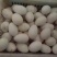 狮头鹅苗250g