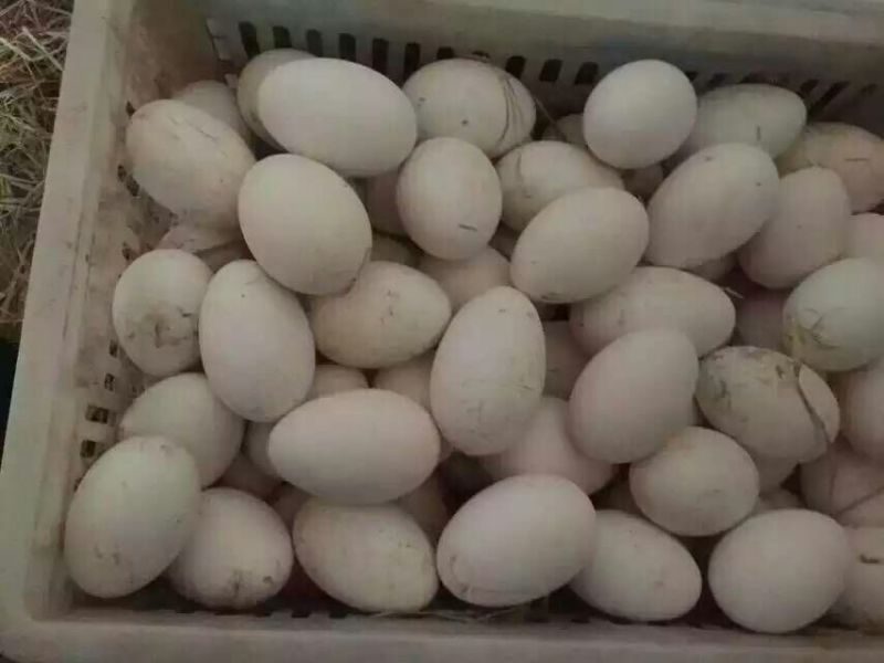 狮头鹅苗250g