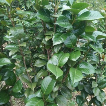 茶花树
