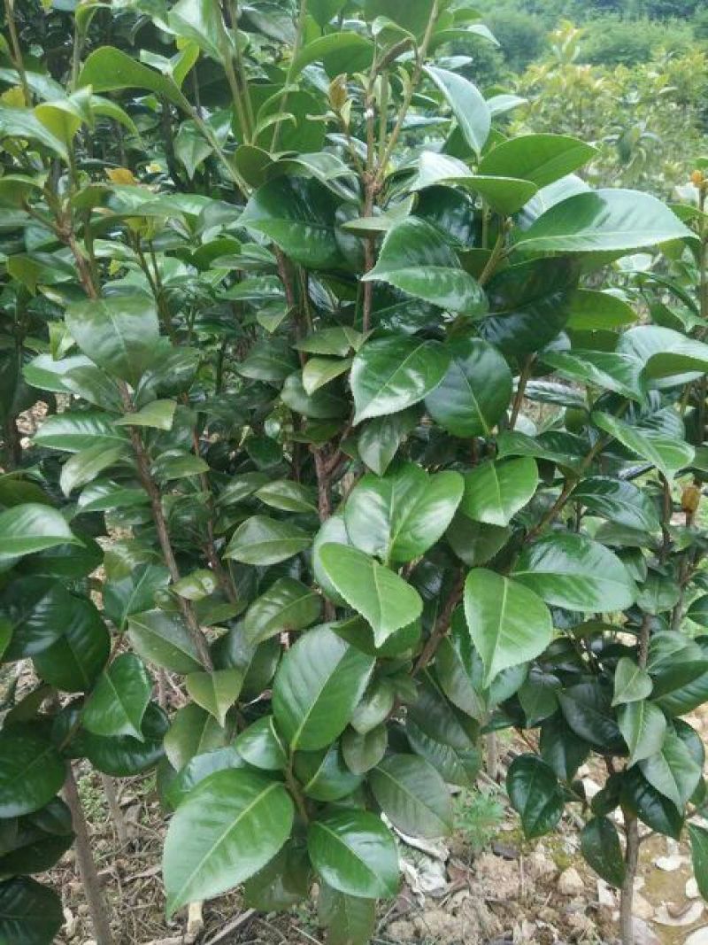 茶花树