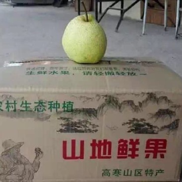 酥梨