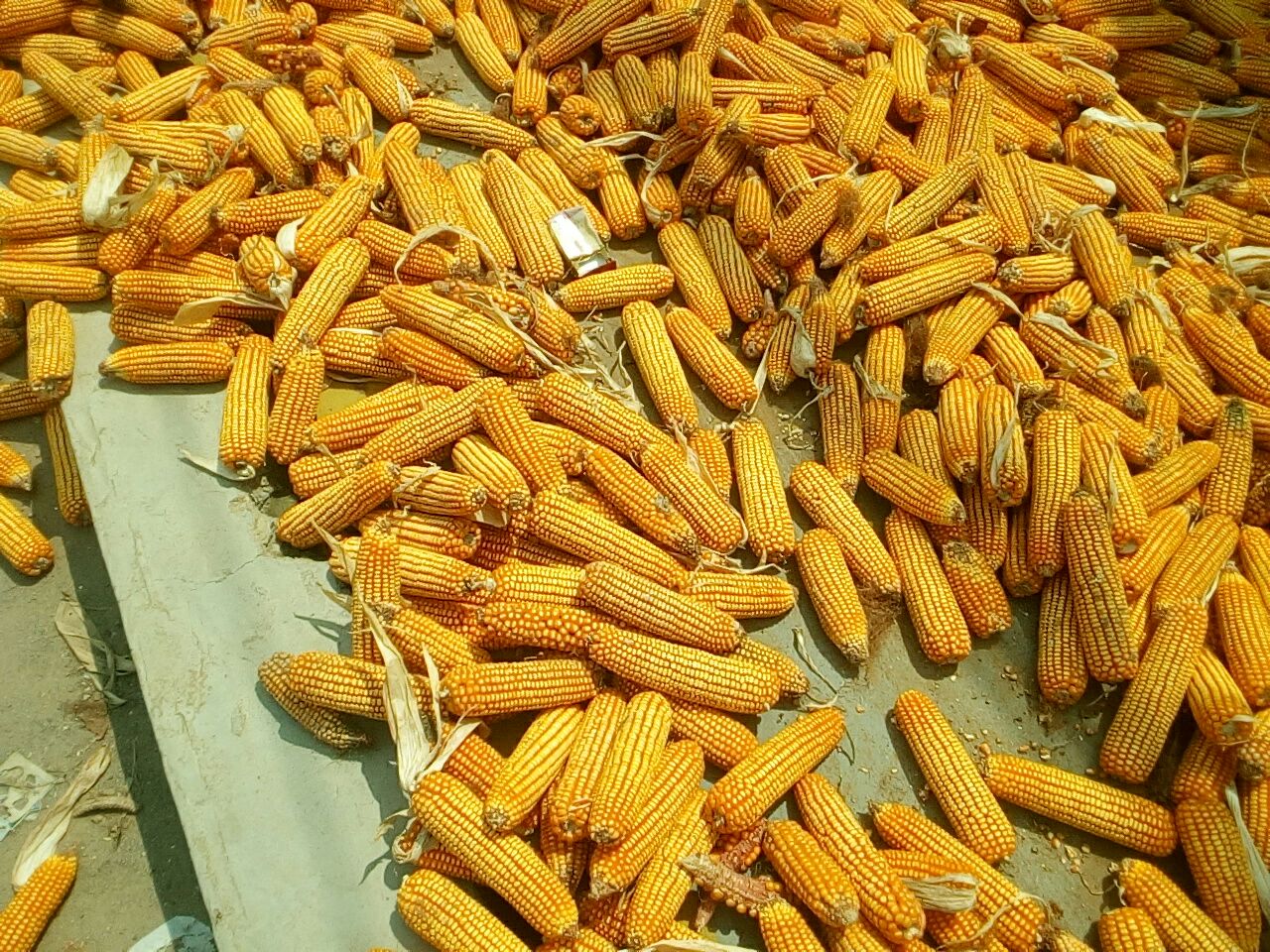 先玉335玉米人类能否食用 图片合集