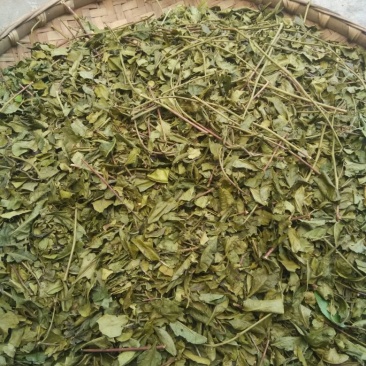 川茶末茶