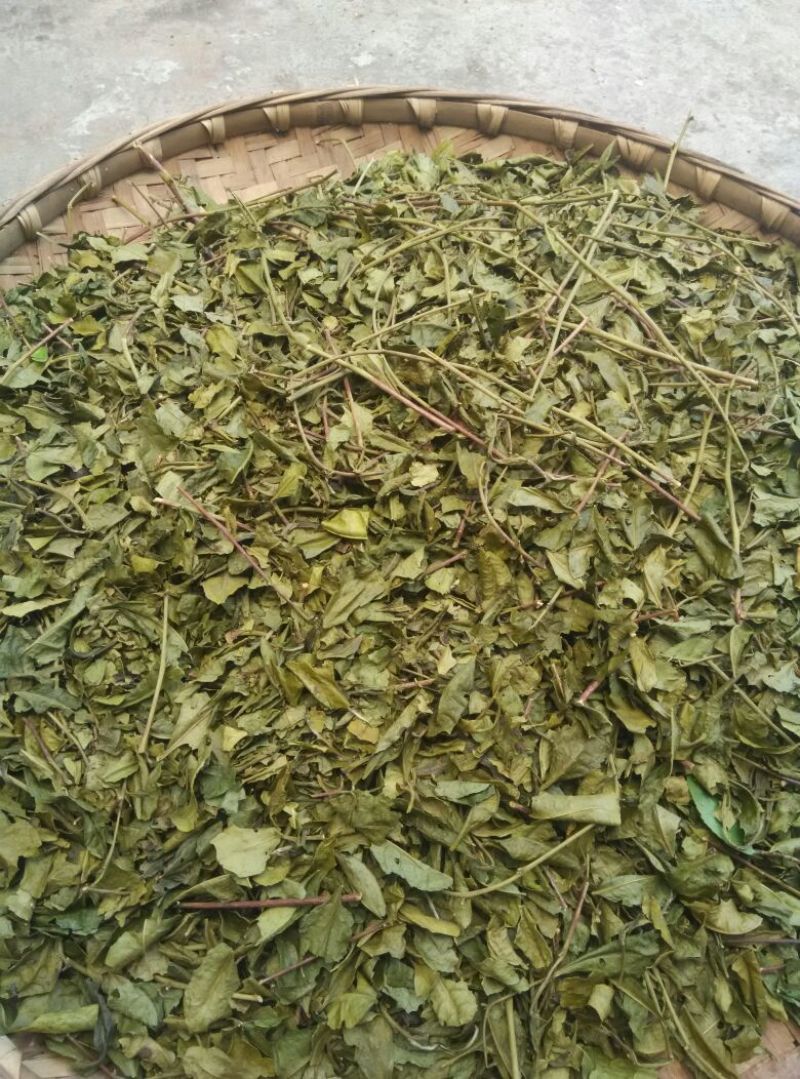 川茶末茶