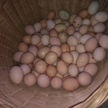 土鸡蛋食用50g以下