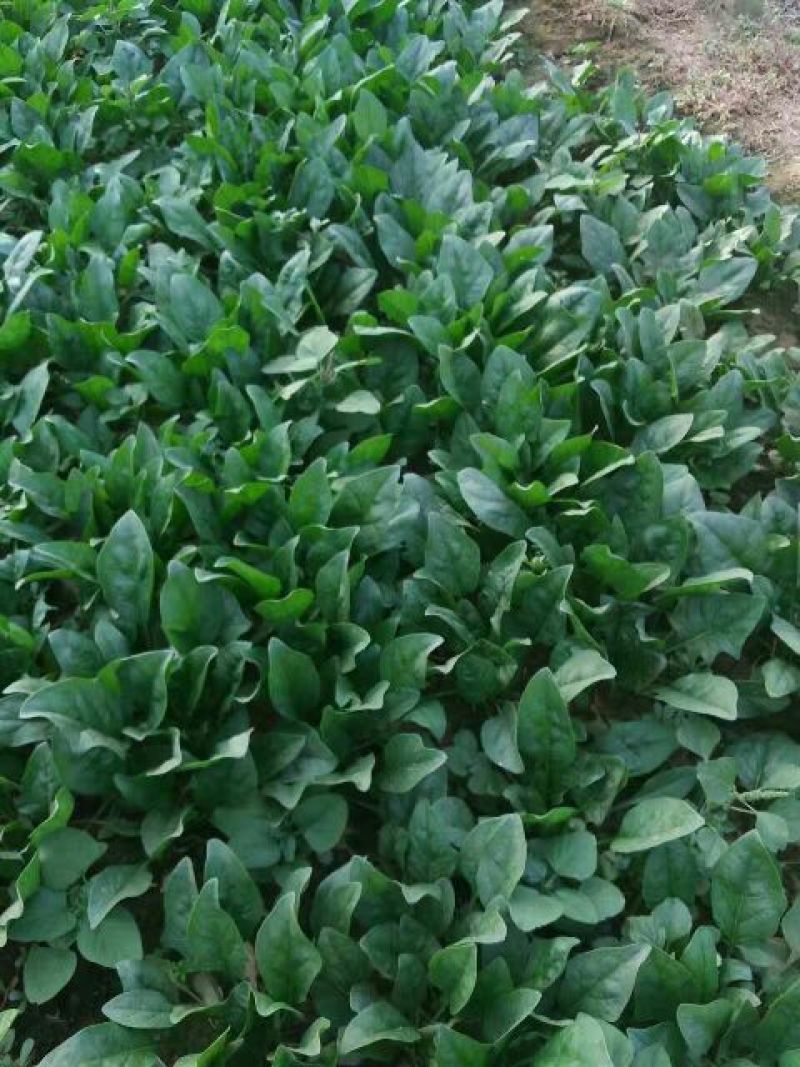 秋菠菜15~20厘米