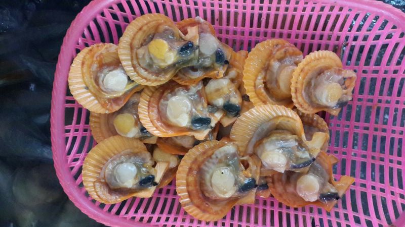 扇贝食用鲜活10~20只/kg