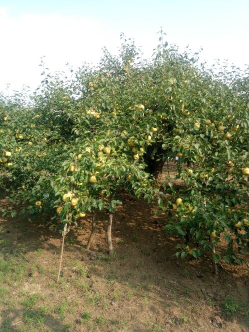 砀山梨250~300g光果