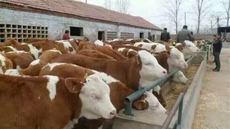 肉牛
