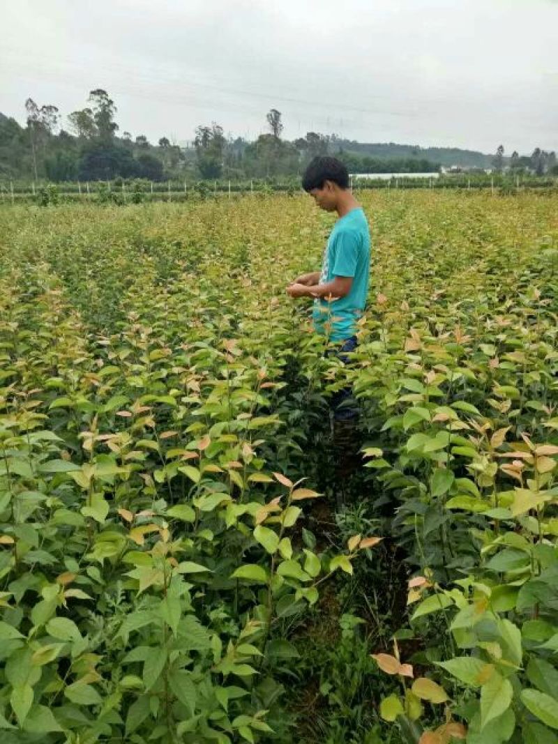 玉露香梨苗1cm以下50~80cm