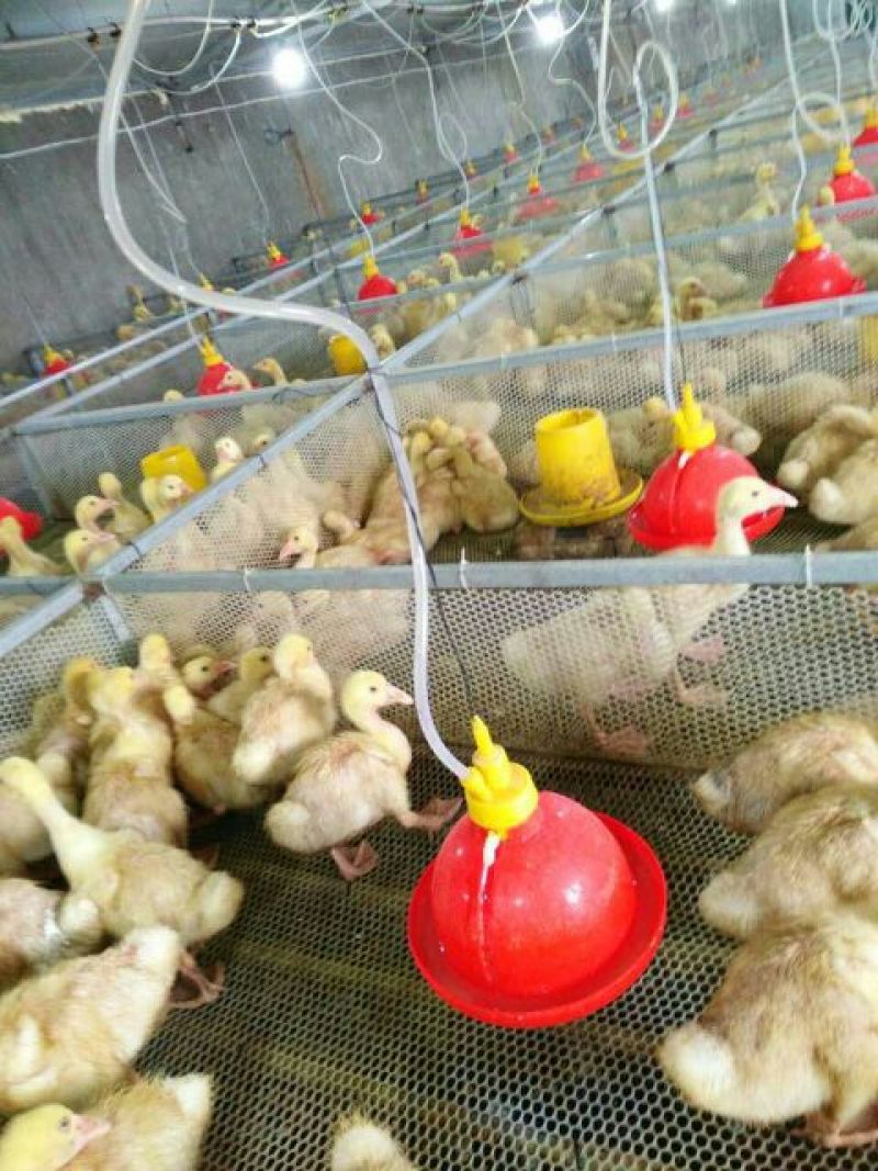 鹅苗250g以下