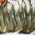 河虾活虾16~20只/kg