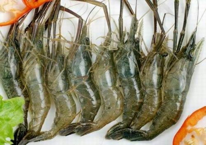 河虾活虾16~20只/kg