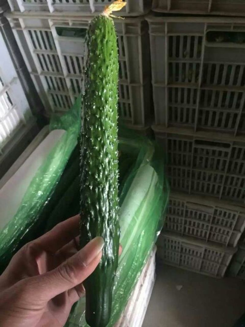 密刺黄瓜干花带刺25公分以上