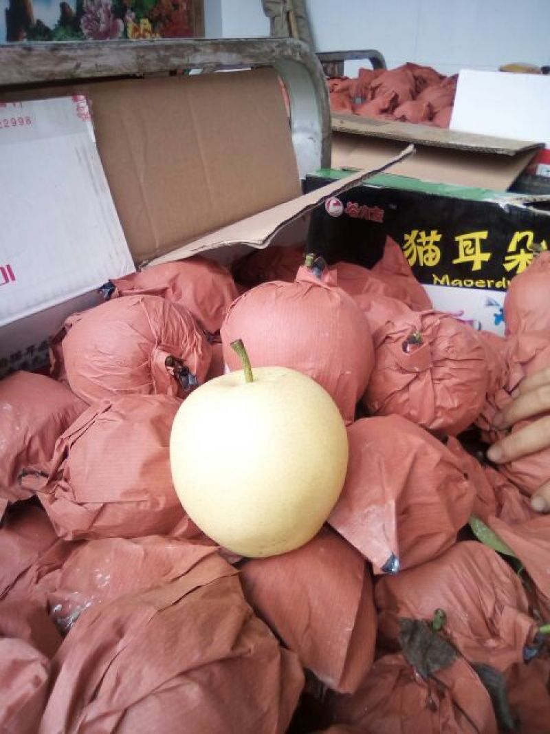 皇冠梨250~300g纸袋