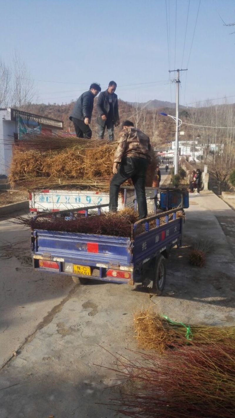 毛桃树