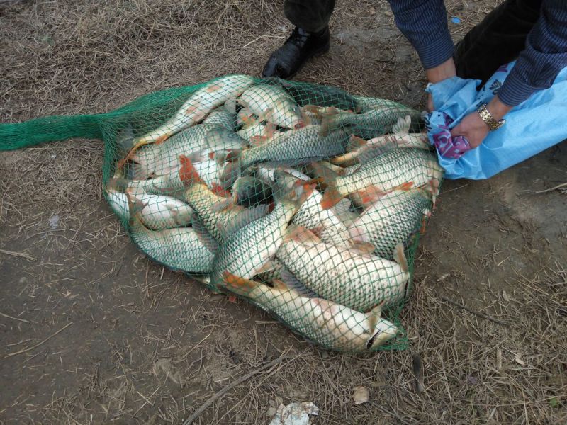 池鲤鱼食用1~2公斤