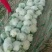 河北产地直销雪玉菜花2斤紧密乳白一条龙服务