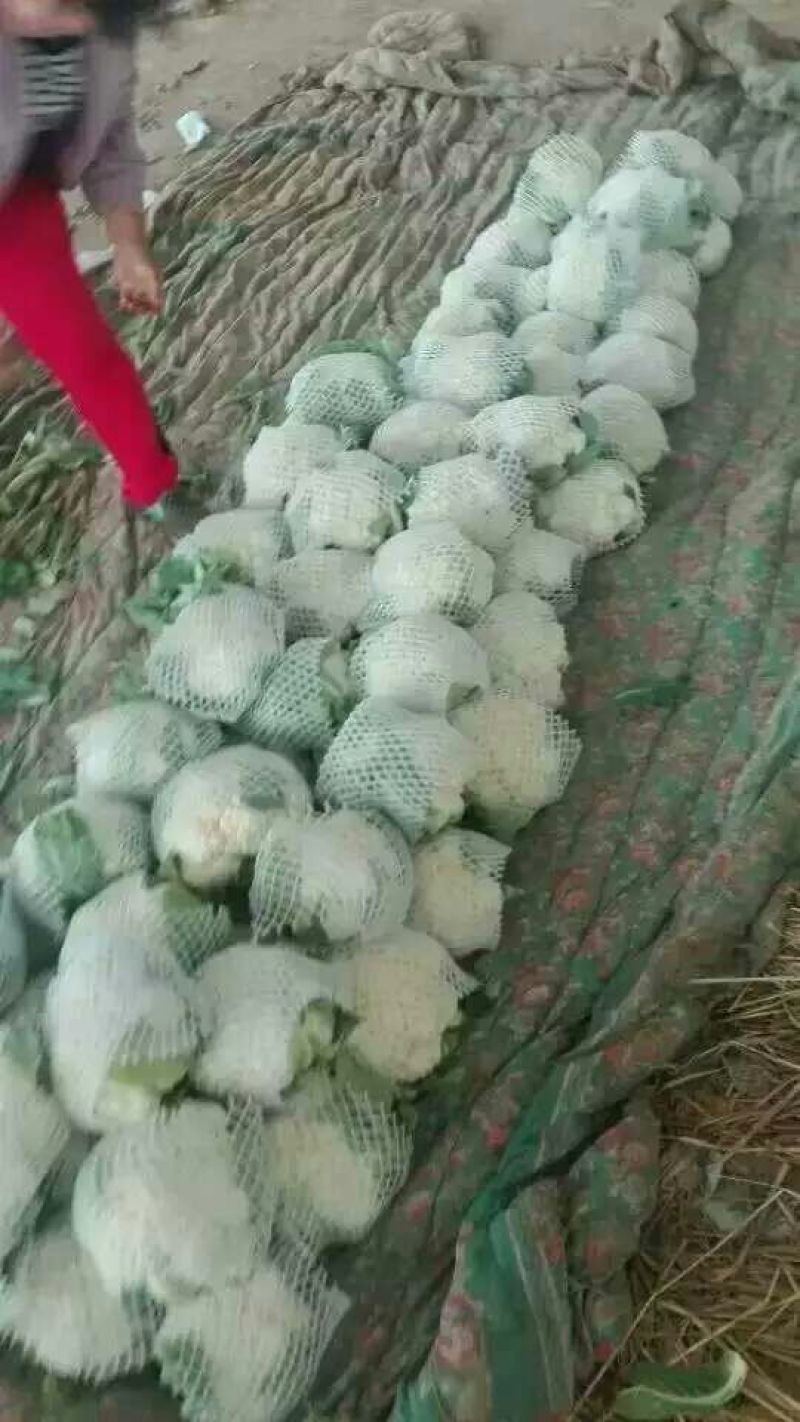 河北产地直销雪玉菜花2斤紧密乳白一条龙服务