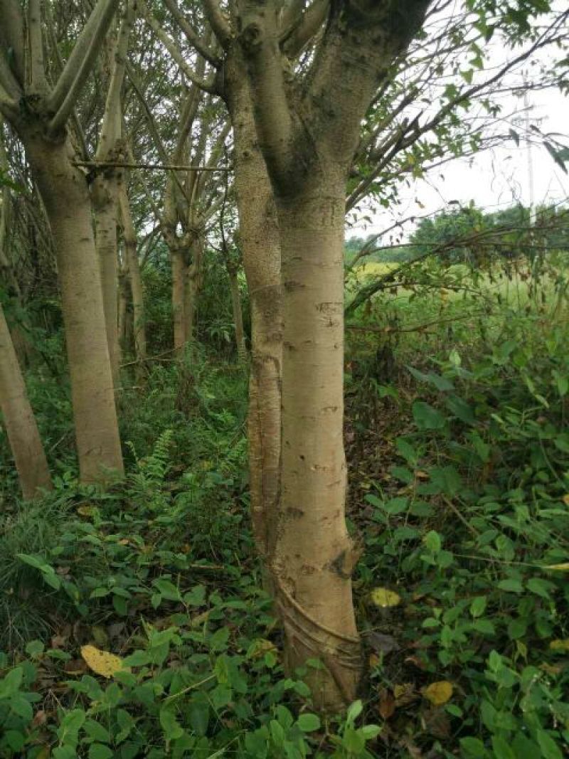 黄葛树10~30cm