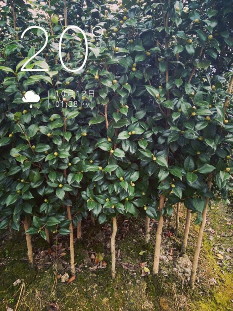 茶花山茶花，五色赤丹，贝拉六角大红五色赤丹等等