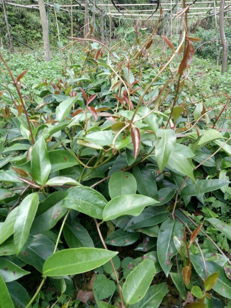 布福娜树苗20-40CM
